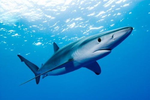 blue-shark-andy.jpg