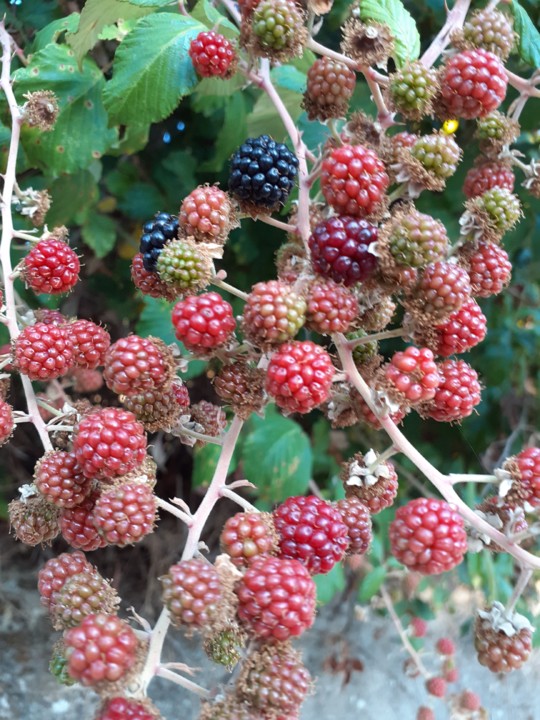 Amoras. Foto original. 2021.08.02.jpg