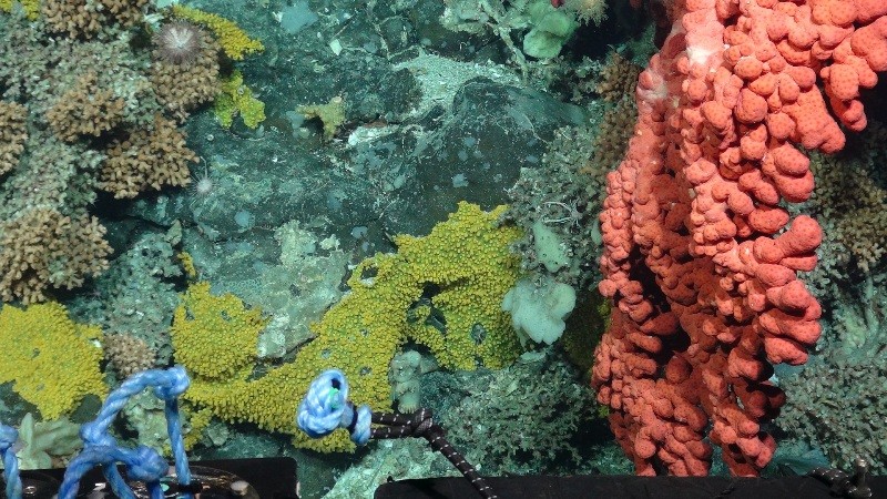 Bubblegum, stoney, soft corals and sponges photogr