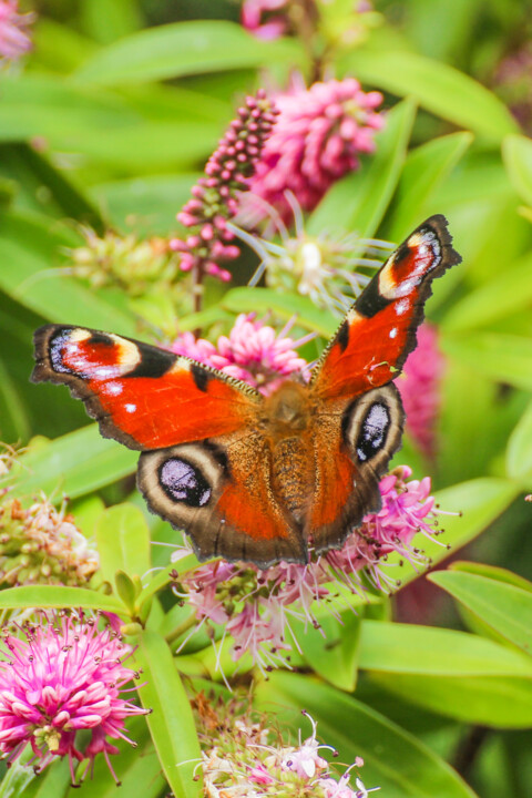 borboleta-pavao 2.jpg