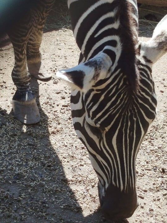 Não me canso disto ZOO6.jpg