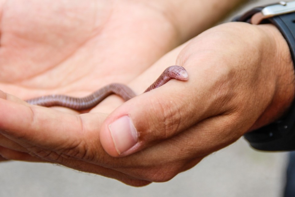 Blanus cinereus 2.jpg