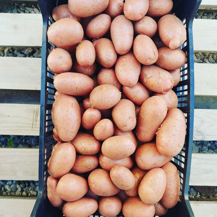 501309073_18480216937066958_235343893564629614_n.j