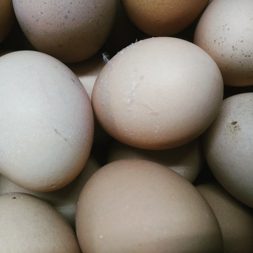 14563311_771677059638724_7632578348064369525_n.jpg 14563311_771677059638724_7632578348064369525_n.jpg