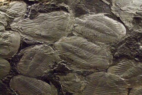 trilobites.jpg