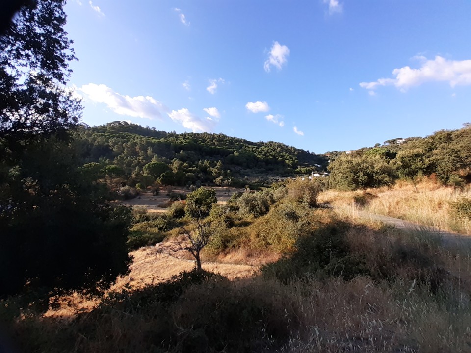 Boi D'Água. Foto original. 2021.08.02.jpg