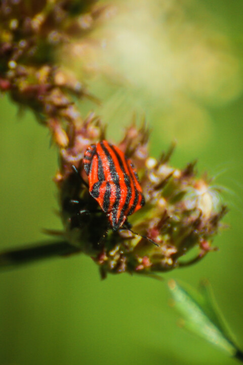 biodiversidade 6.jpg