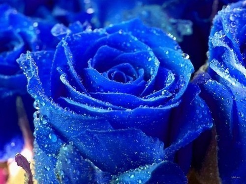 Rosa azul.jpg