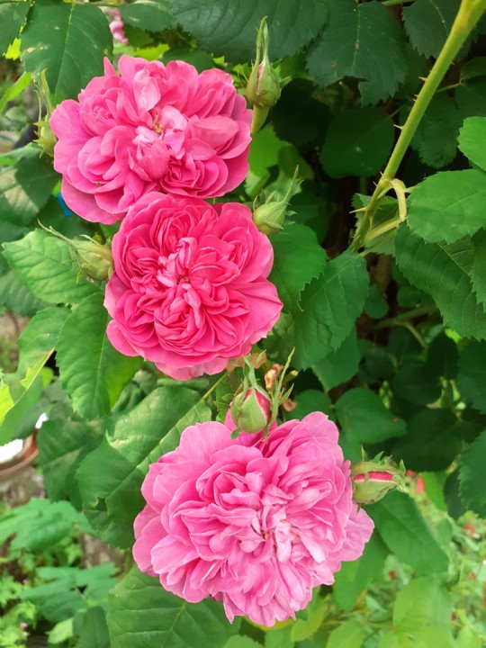 Rosa de Cheiro VII. Foto Original. 2021.05.02.jpg