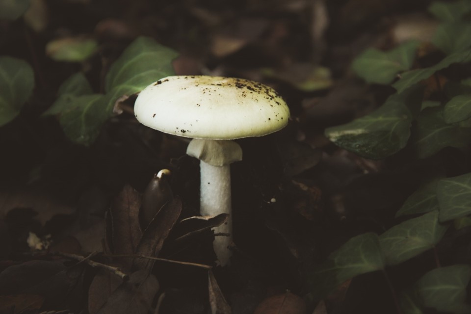 cogumelos montachique 10.jpg