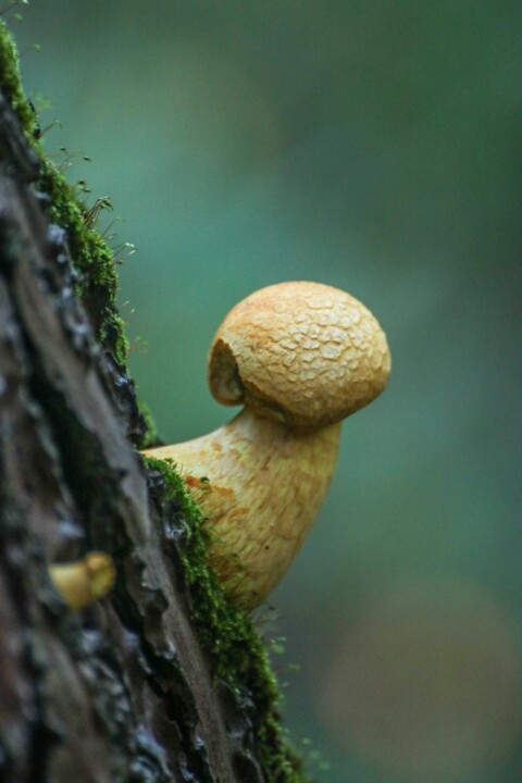 cogumelo do riso 3.jpg