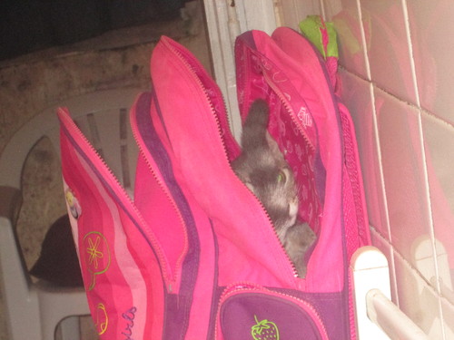 IMG_2880.JPG IMG_2880.JPG