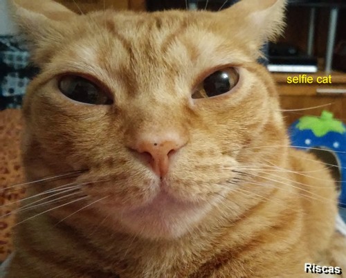 selfiecat.jpg