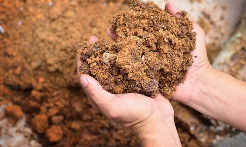 lodo de palma.jpg lodo de palma.jpg