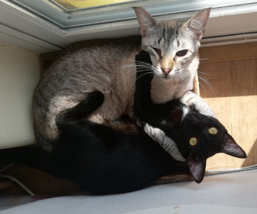 IMG_20210228_122853a.jpg IMG_20210228_122853a.jpg