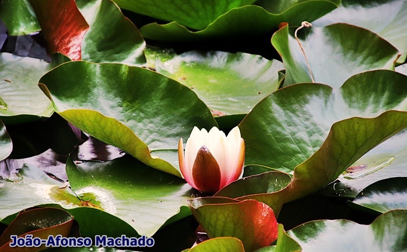 IMG_1214.JPG IMG_1214.JPG