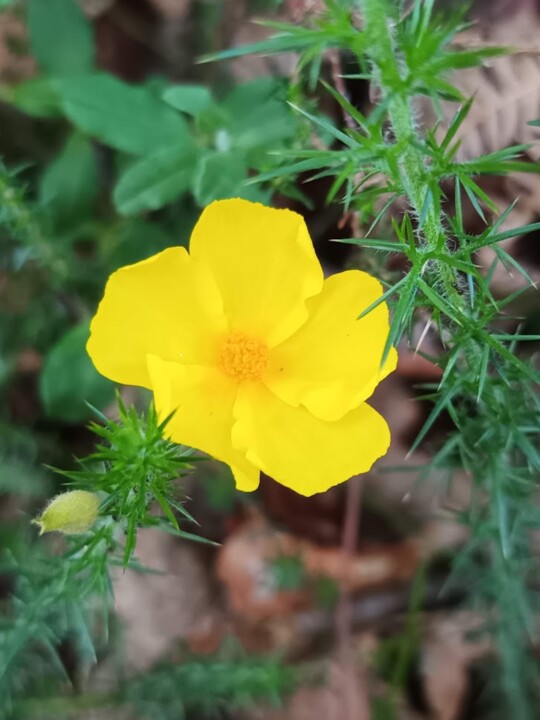 Não me canso disto_flores.jpg