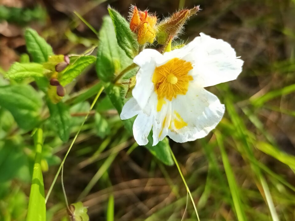 Não me canso disto flores.jpg