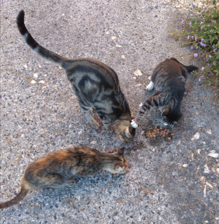 SquarePic_20200910_19173927.jpg SquarePic_20200910_19173927.jpg