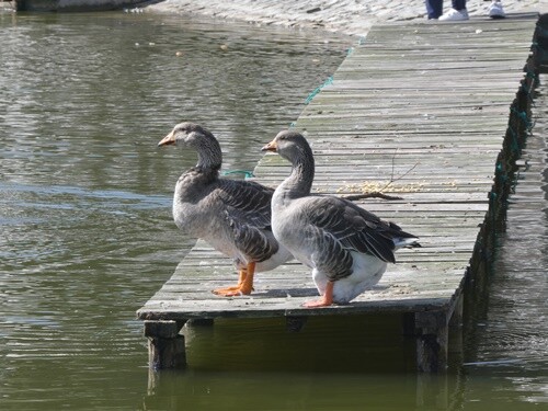 13a_Praia_de_Mira (77).JPG