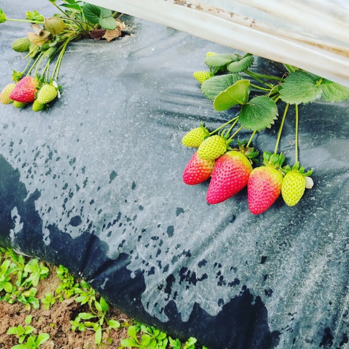 274674027_2246509352155480_7511413521450761515_n.j