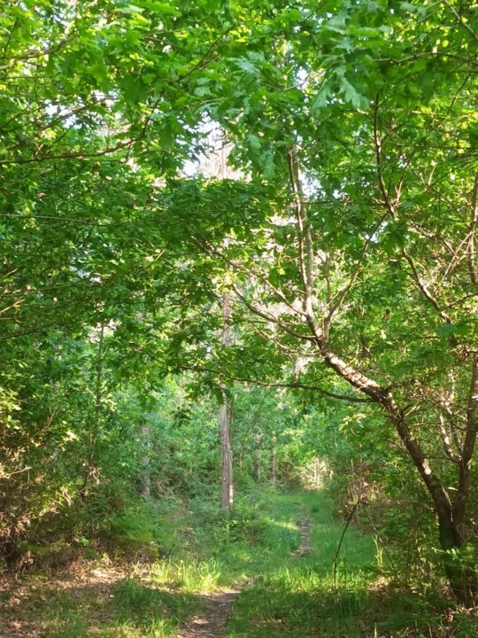 Não me canso disto Terra.jpg