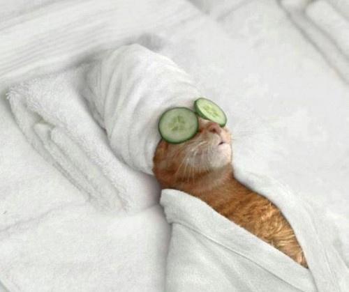 cat spa.JPG
