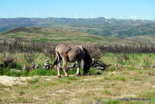 Burro