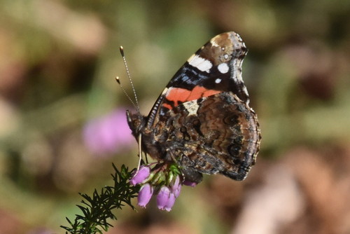 DSC_0688.JPG DSC_0688.JPG