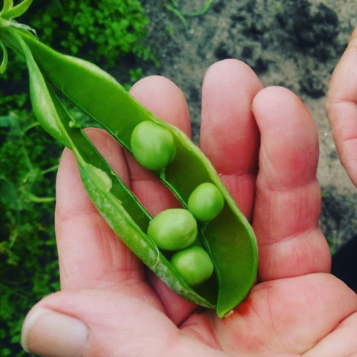 33126644_1099785266827900_6674882711359848448_n.jp 33126644_1099785266827900_6674882711359848448_n.jp