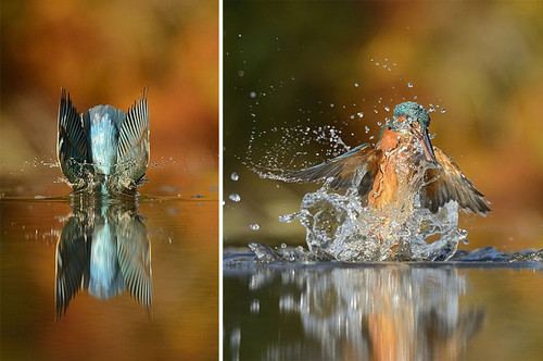 perfect-kingfisher-dive-photo-wildlife-photography perfect-kingfisher-dive-photo-wildlife-photography