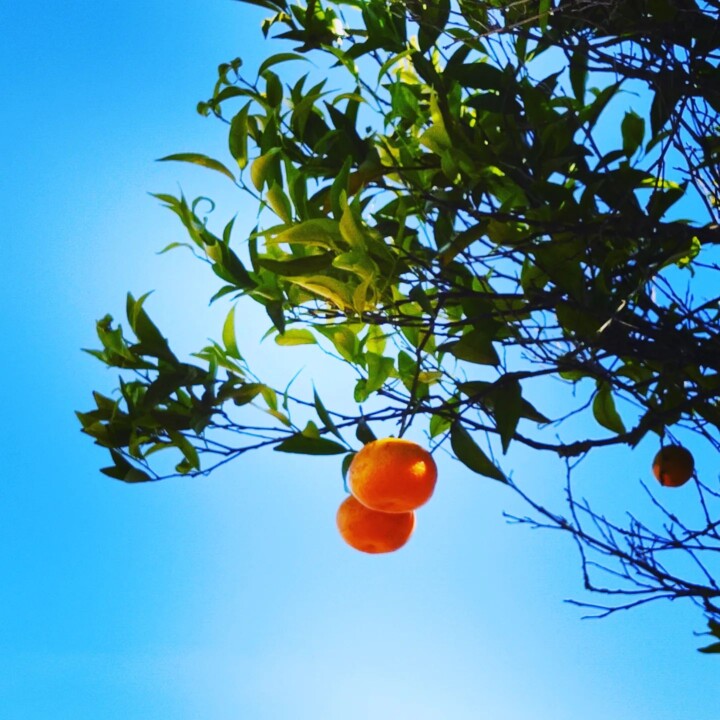 347094245_269139608837999_4931183710551742287_n.jp