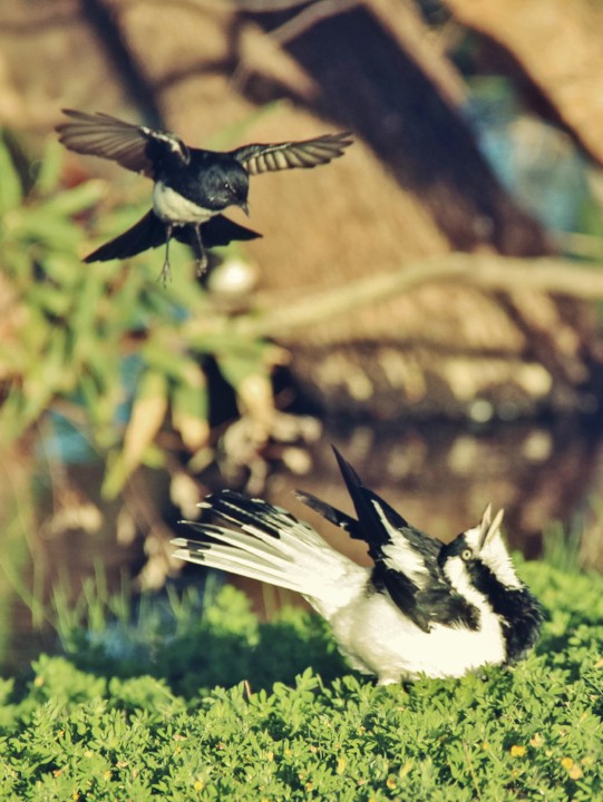 willie wagtail magpie-lark a 11.jpg