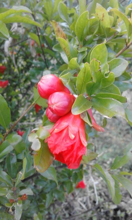 Flor da Romãzeira. Foto original. 2020. 06. jpg
