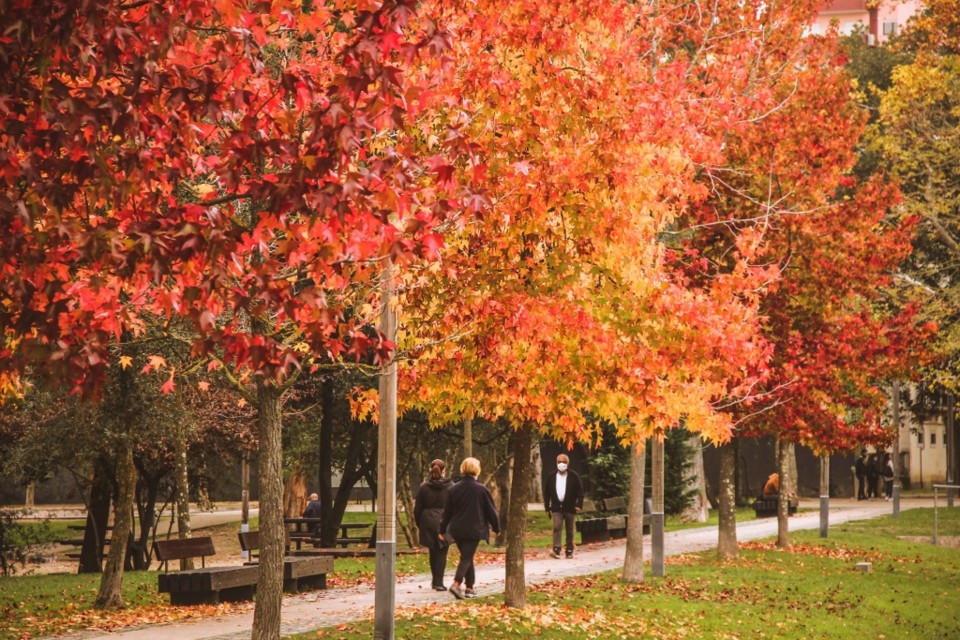 outono quinta das conchas 3.jpg