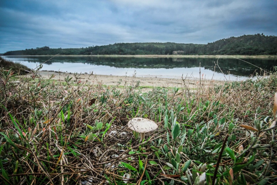 lagoa de obidos 8.jpg