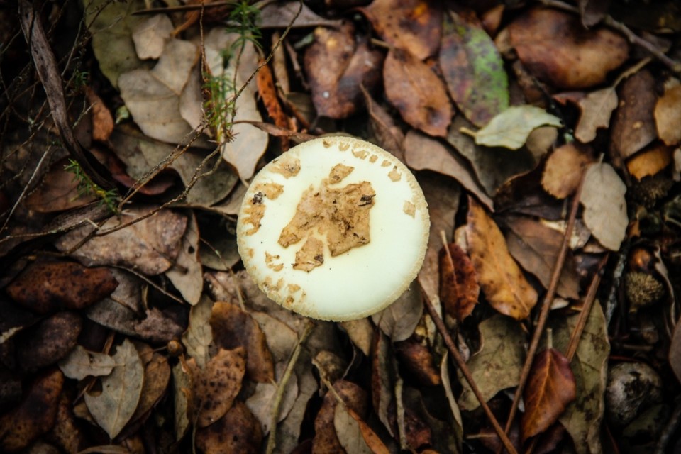 amanita citrina 4.jpg