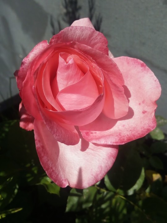 NãoMeCansoDisto_flores_rosa2.jpg