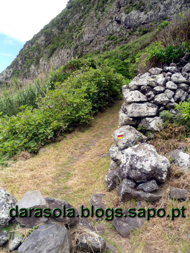 Azores_flores_faja_grande_04.JPG
