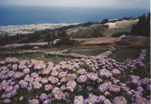 MADUFA-FAIAL.jpg MADUFA-FAIAL.jpg