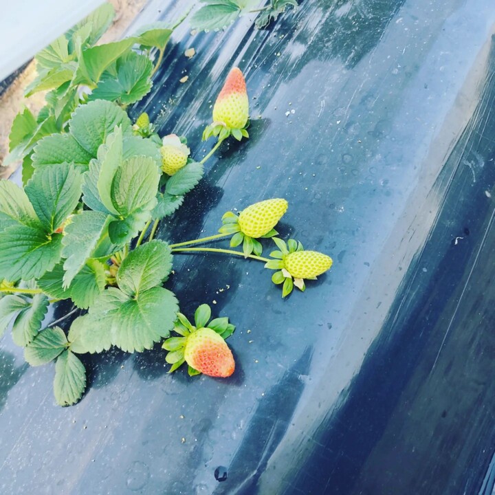 329374397_684543536752472_7227075455355775173_n.jp