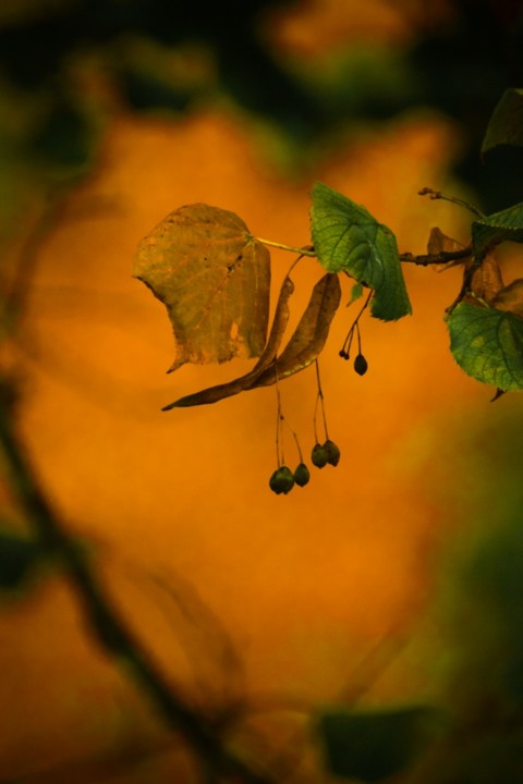 outono_quinta_das_conchas 6.jpg