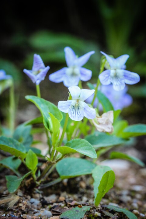 viola lactea 7.jpg