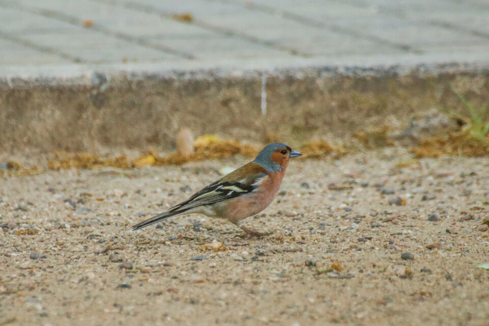 biodiversidade 9.jpg