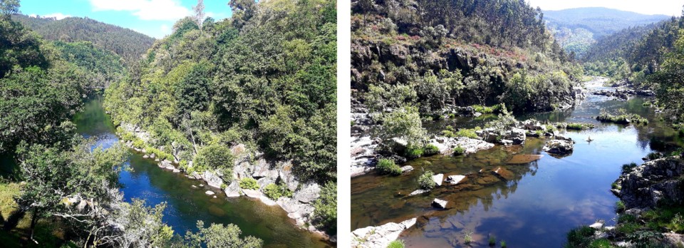 RIO ARVORES_RIO1.jpg