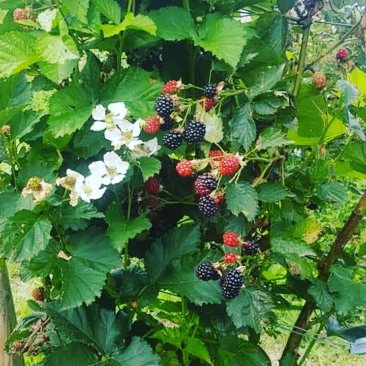 531393834_18493885870066958_197650772952512837_n.j