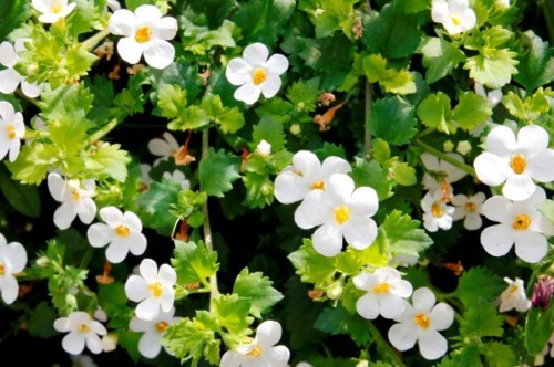 Bacopa-cropped.jpg