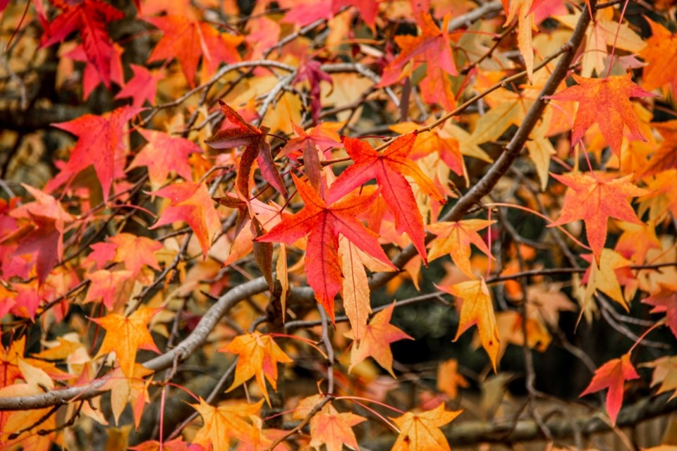 outono quinta das conchas 10.jpg