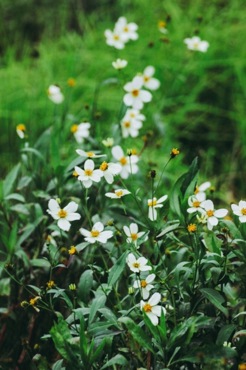 Bidens aurea 5.jpg