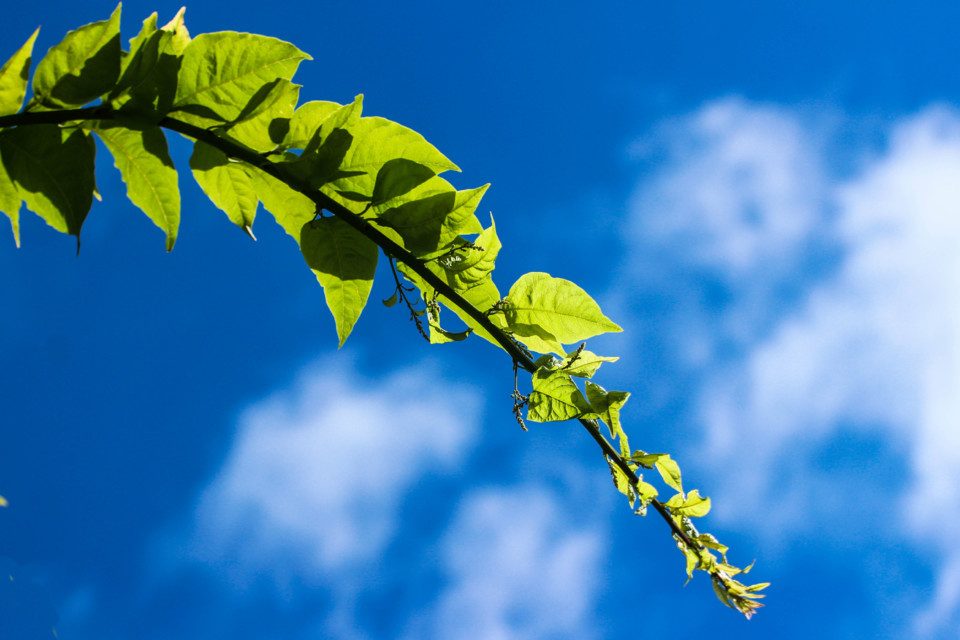 trilho das vinhas-73.jpg